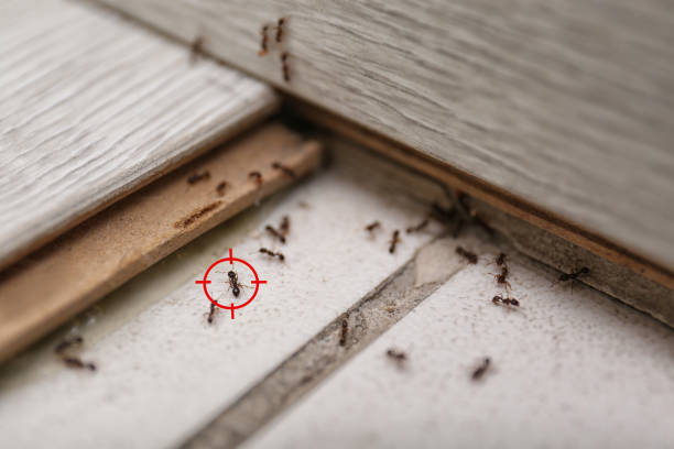 Best Ant Control Services  in Lake Forest Park, WA