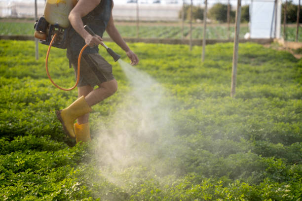 Best Ant Control Services  in Lake Forest Park, WA