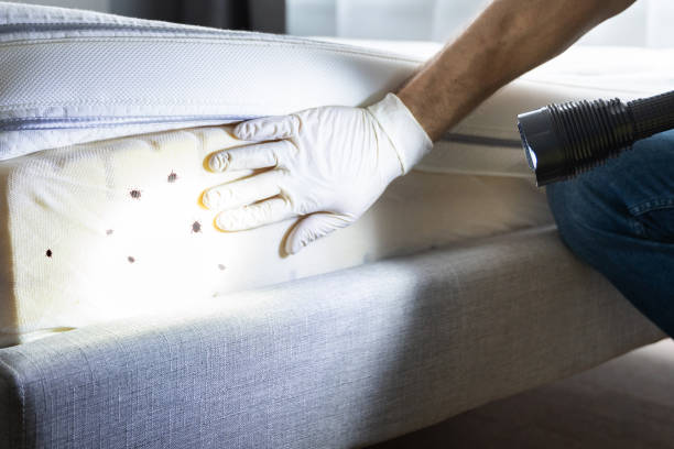 Best Flea Control Services  in Lake Forest Park, WA