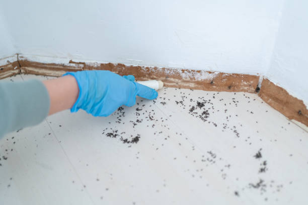 Best Local Pest Control Services  in Lake Forest Park, WA